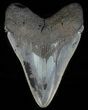 Serrated, Fossil Megalodon Tooth - Georgia #60896-1